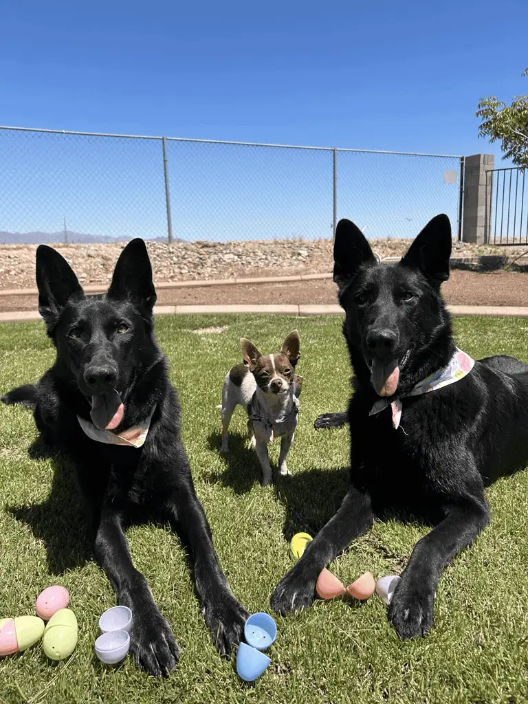 A group of three dogs, including two black and one brown and white, engaging in a fun outdoor Easter celebration with brightly colored plastic eggs on green grass. 